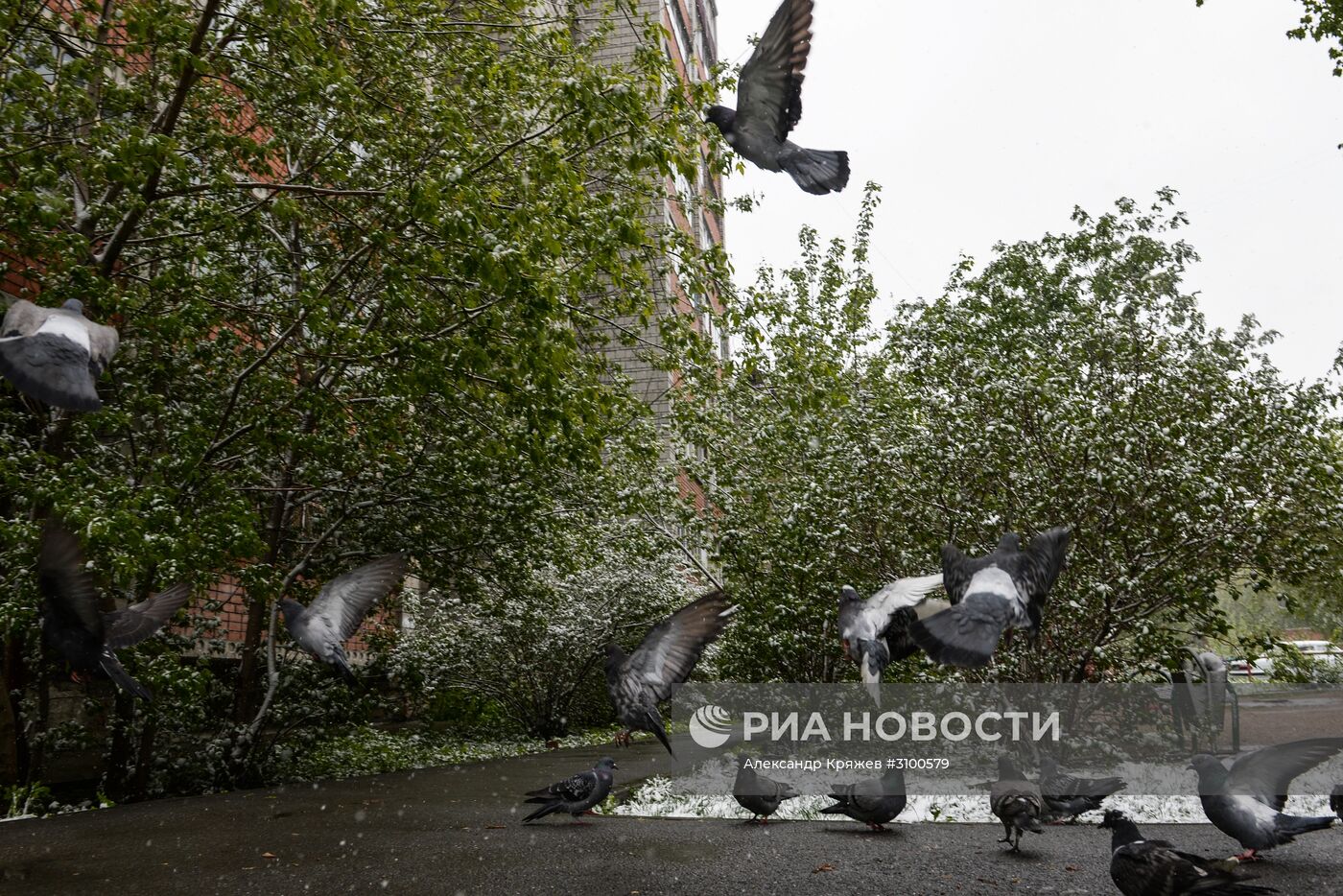 Майский снегопад в Новосибирске