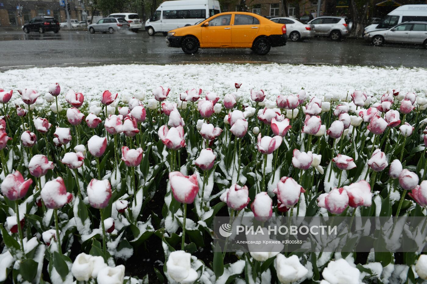 Майский снегопад в Новосибирске