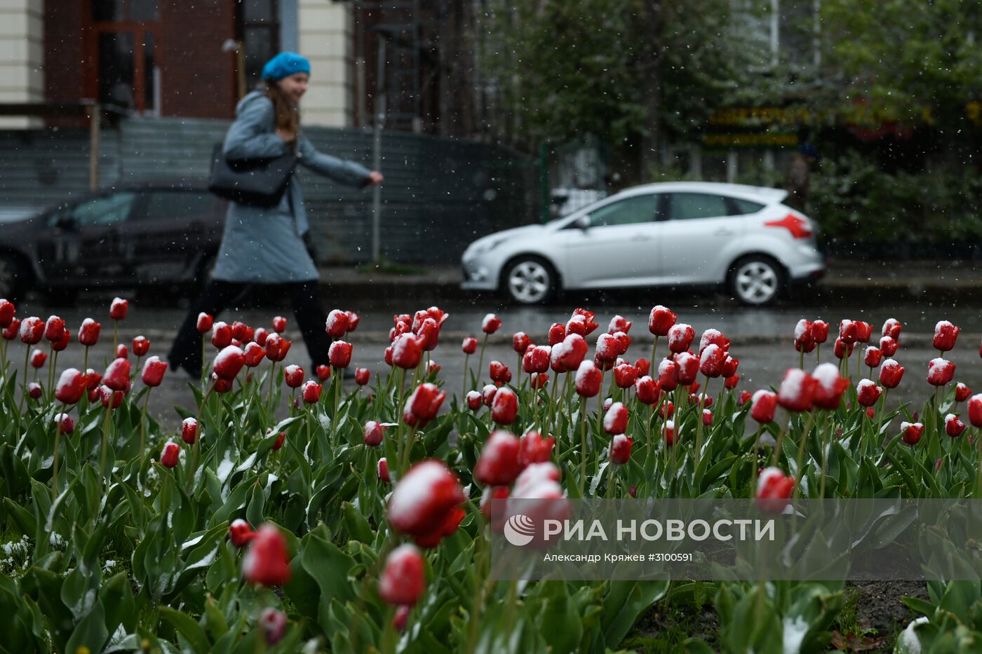 Майский снегопад в Новосибирске
