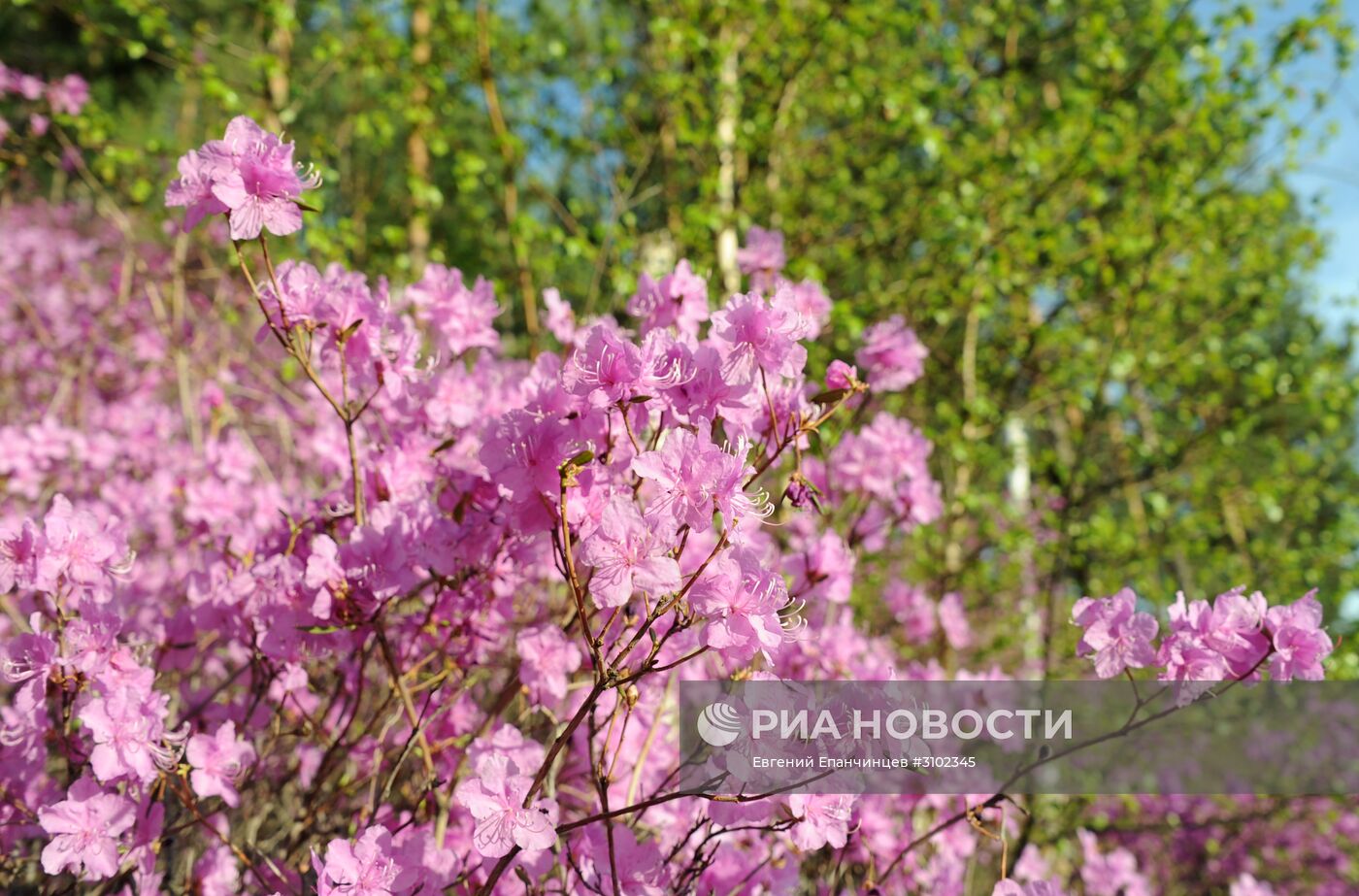 Цветение багульника в Забайкальском крае