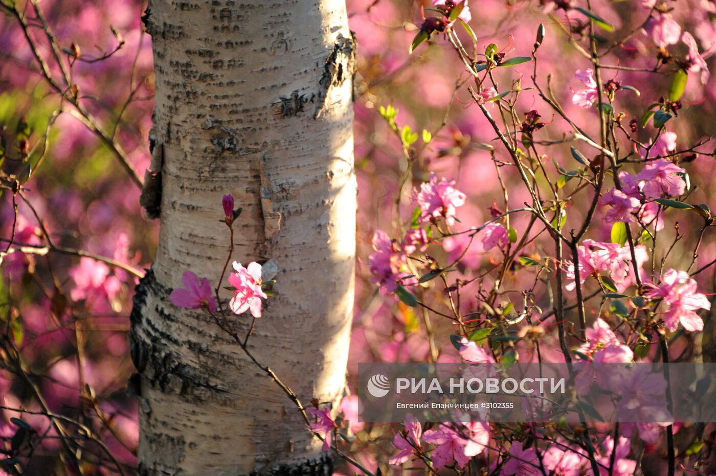 Цветение багульника в Забайкальском крае