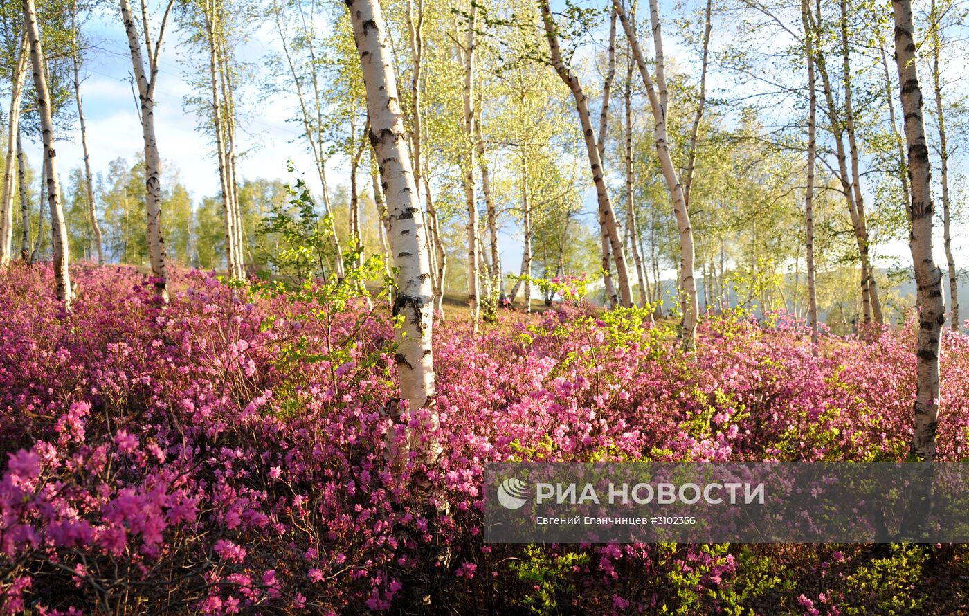 Цветение багульника в Забайкальском крае