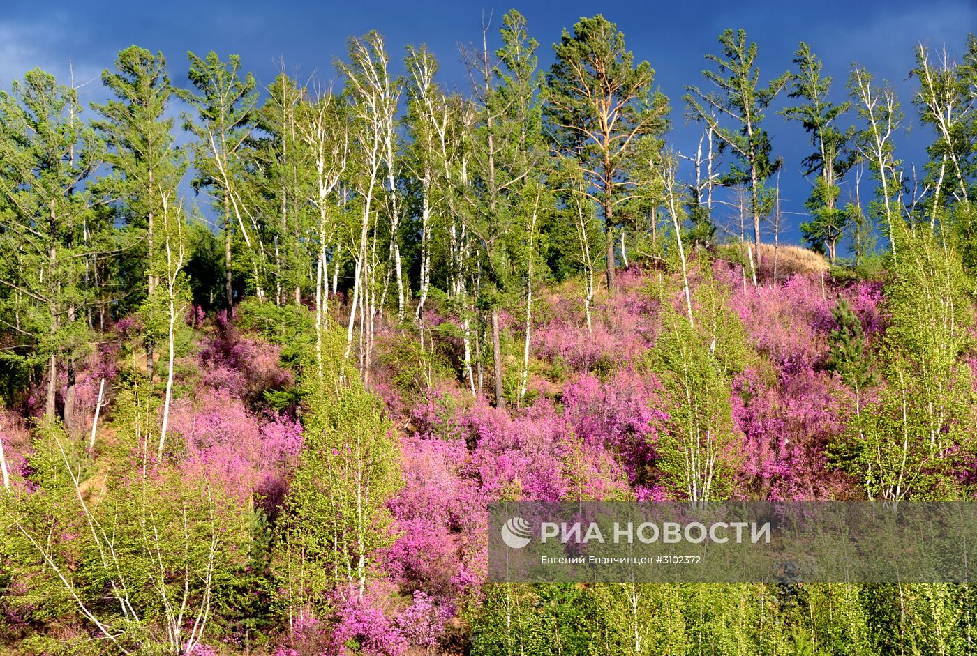 Цветение багульника в Забайкальском крае