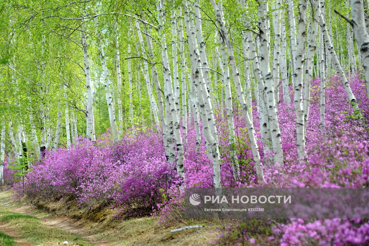 Цветение багульника в Забайкальском крае