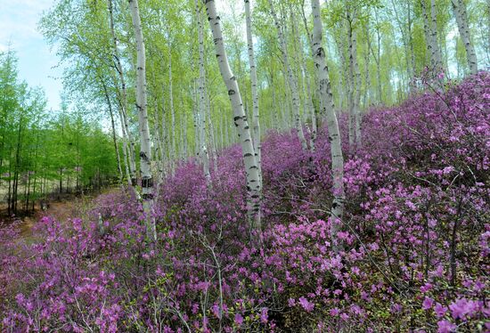 Цветение багульника в Забайкальском крае
