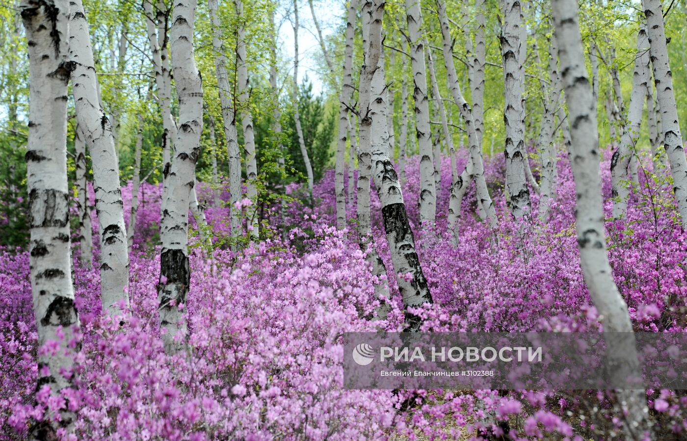 Цветение багульника в Забайкальском крае