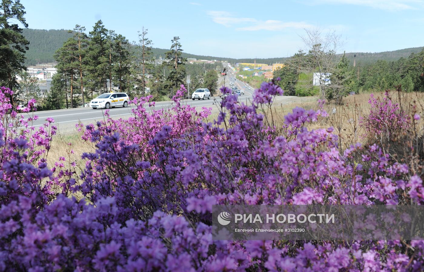 Цветение багульника в Забайкальском крае