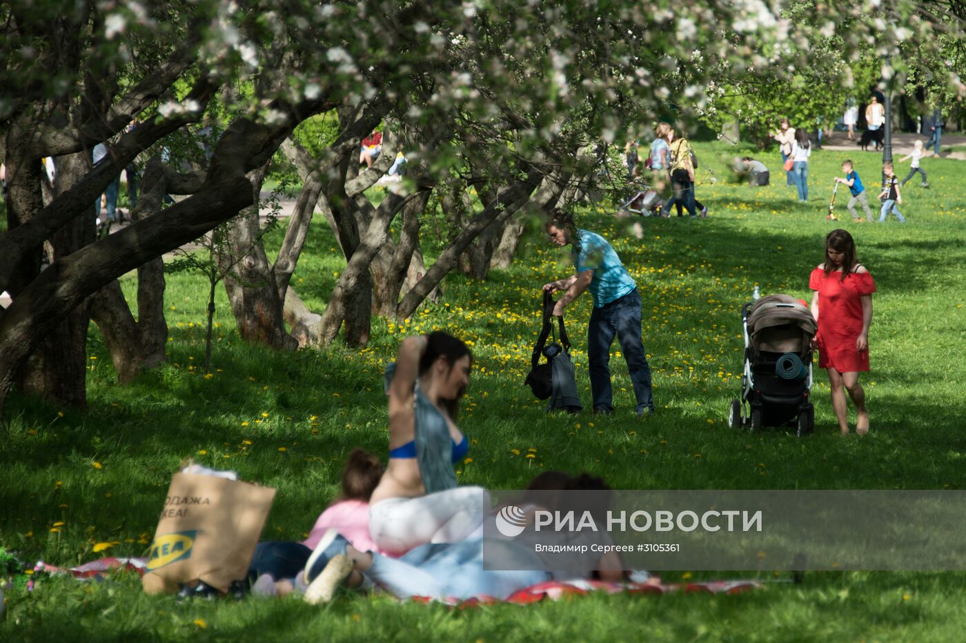 В Москве началось цветение яблонь