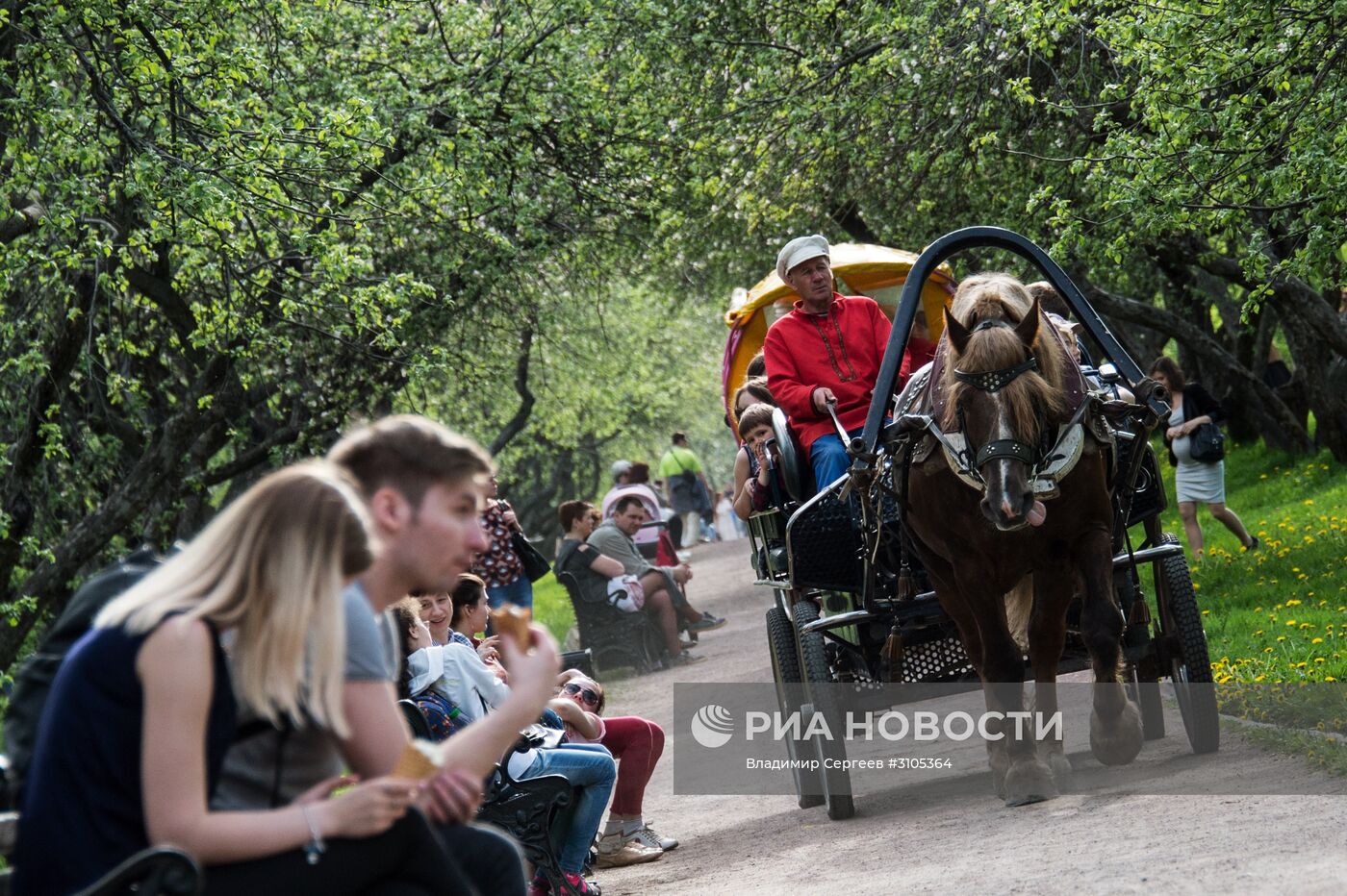 В Москве началось цветение яблонь