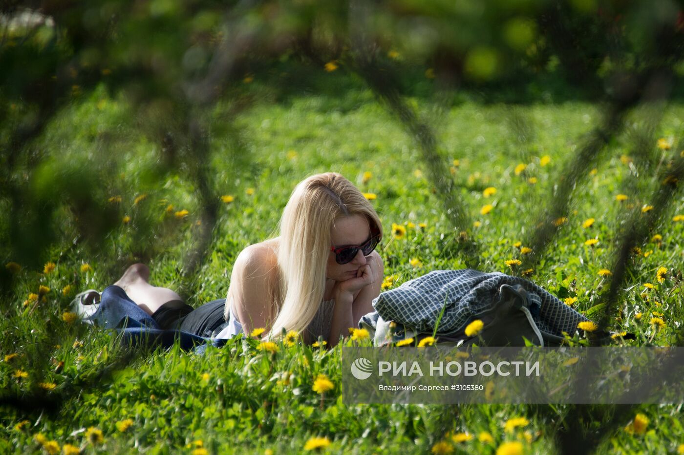 В Москве началось цветение яблонь