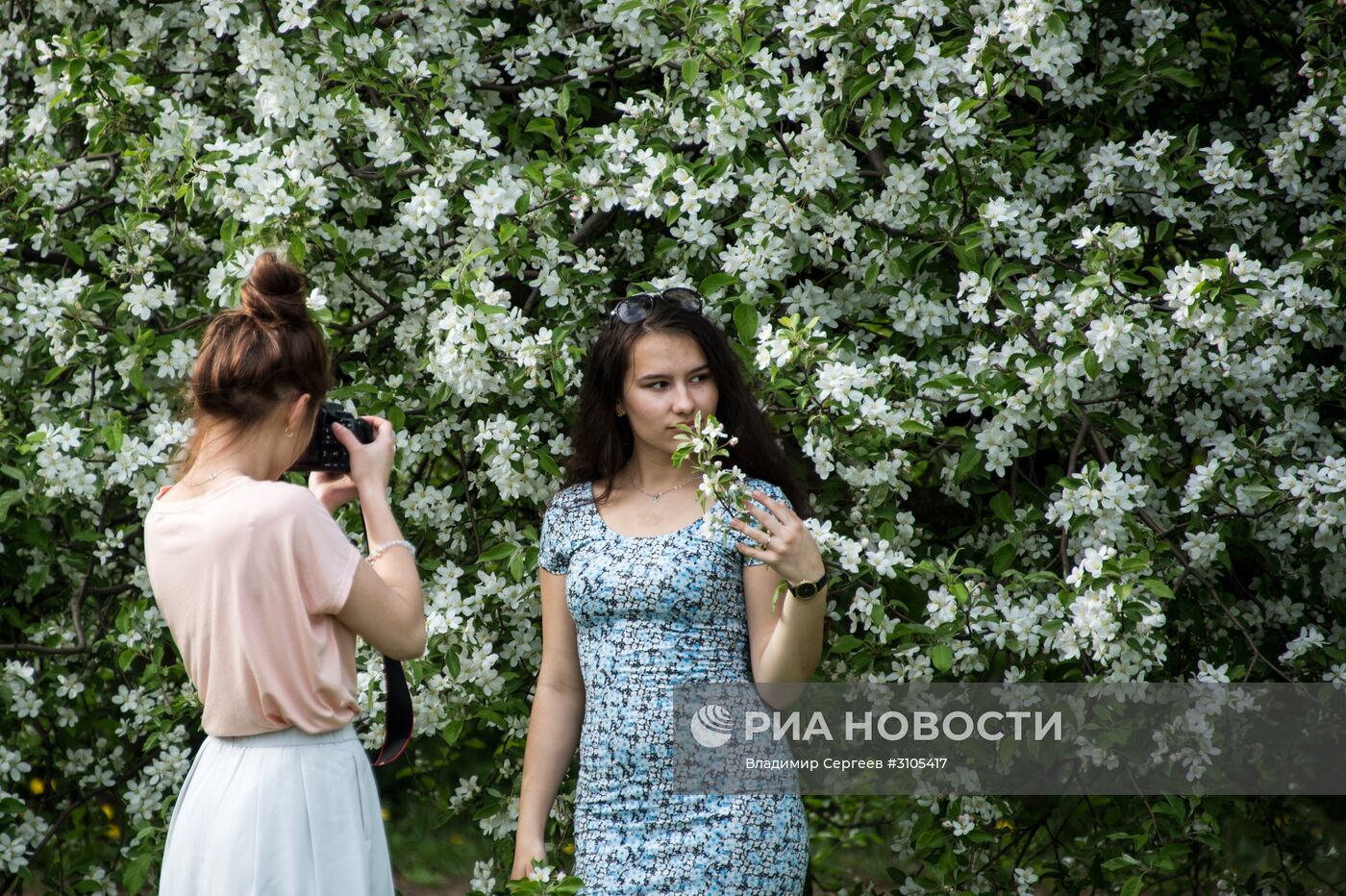 В Москве началось цветение яблонь