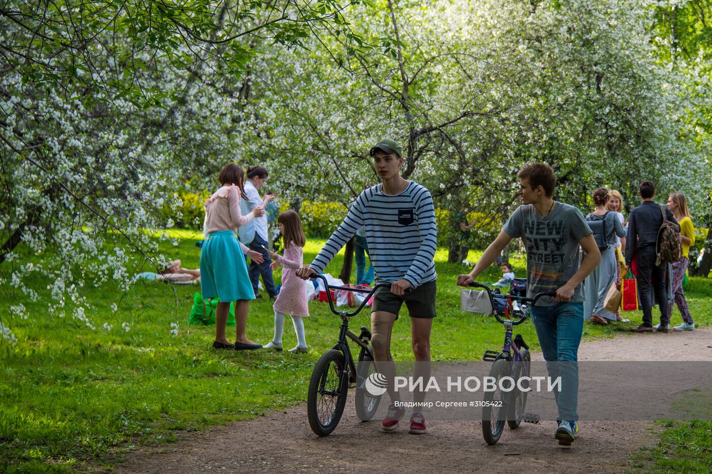 В Москве началось цветение яблонь