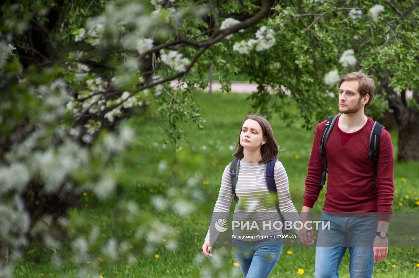 В Москве началось цветение яблонь