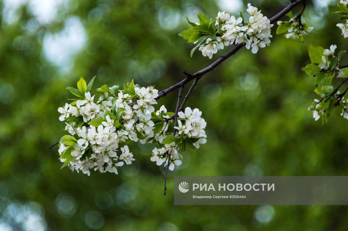 В Москве началось цветение яблонь