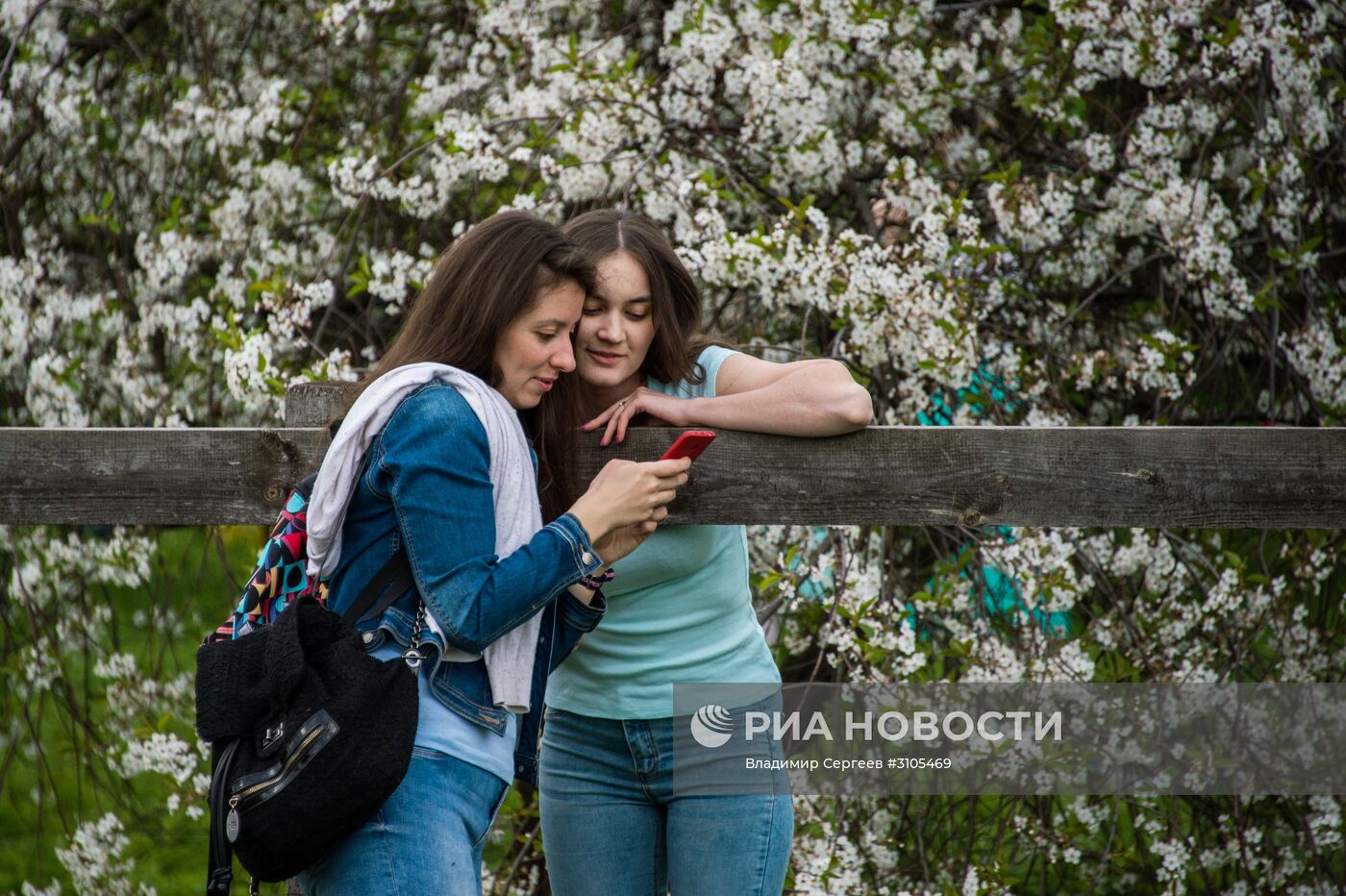 В Москве началось цветение яблонь