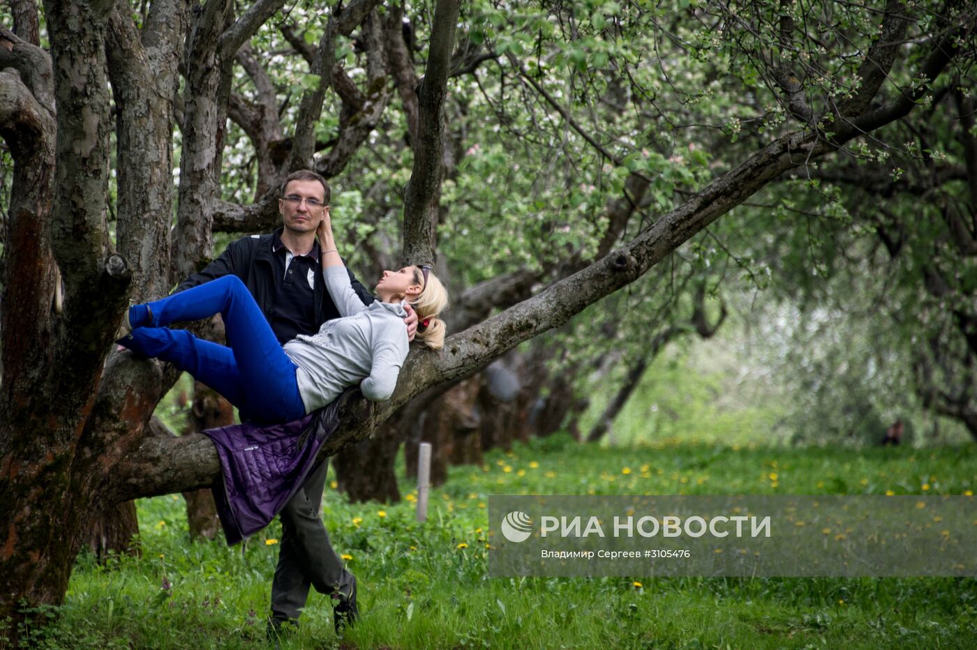 В Москве началось цветение яблонь