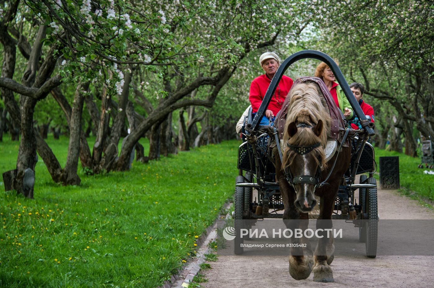 В Москве началось цветение яблонь