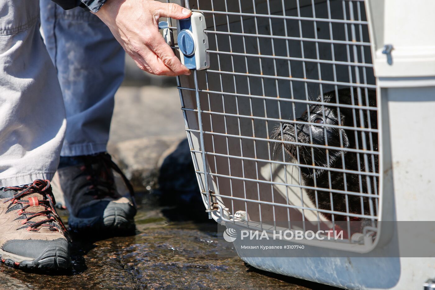 Спасенный детеныш нерпы Крошик выпущен в Ладожское озеро на острове Валаам
