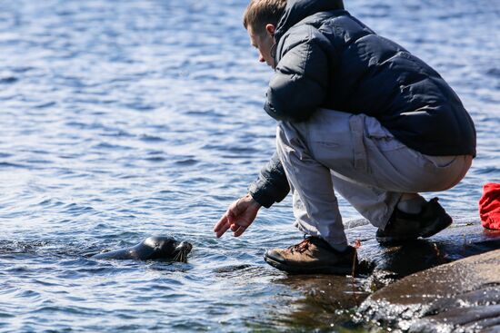 Спасенный детеныш нерпы Крошик выпущен в Ладожское озеро на острове Валаам