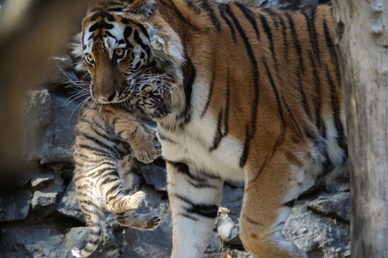 В Новосибирском зоопарке родились тигрята