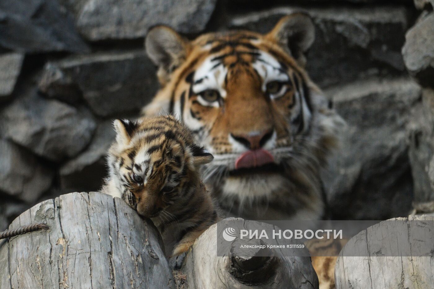 В Новосибирском зоопарке родились тигрята