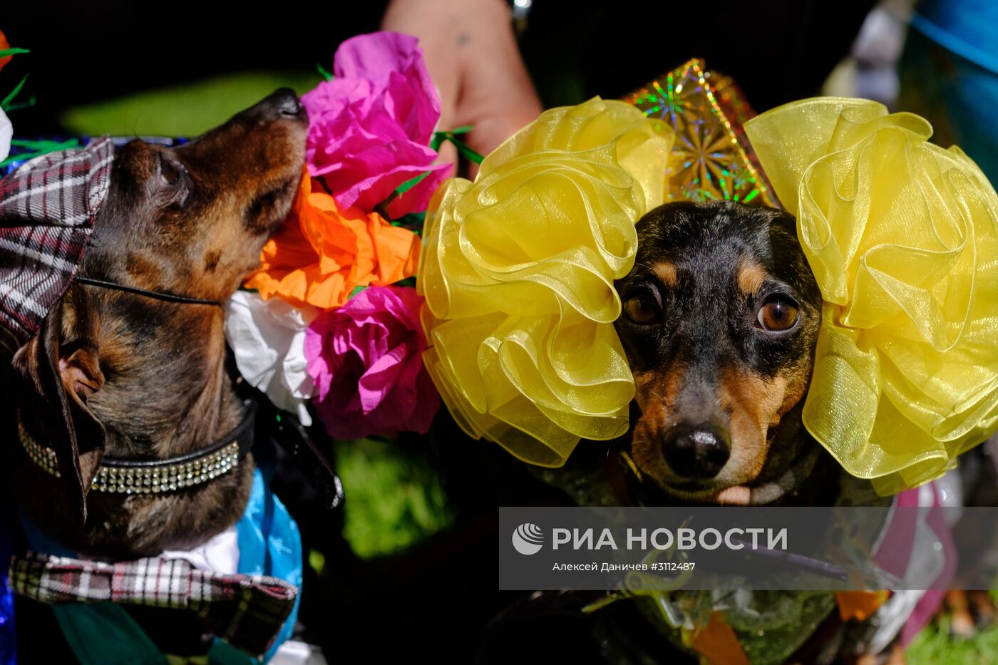 "Такс Парад" в Санкт-Петербурге