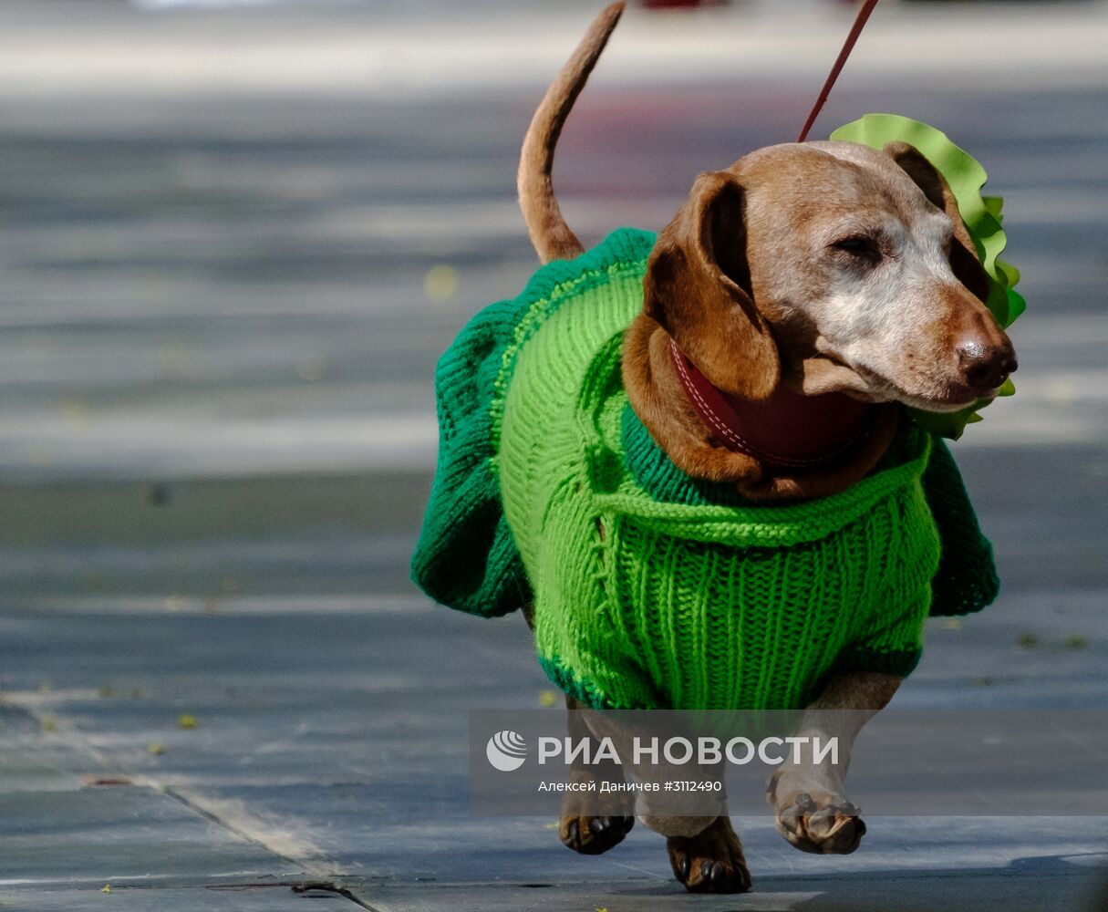 "Такс Парад" в Санкт-Петербурге