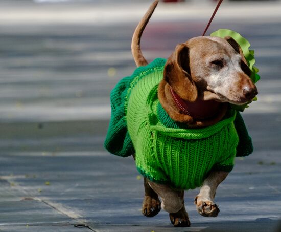 "Такс Парад" в Санкт-Петербурге