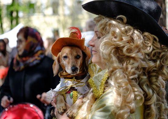 "Такс Парад" в Санкт-Петербурге