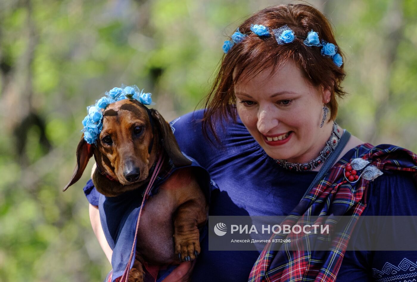 "Такс Парад" в Санкт-Петербурге