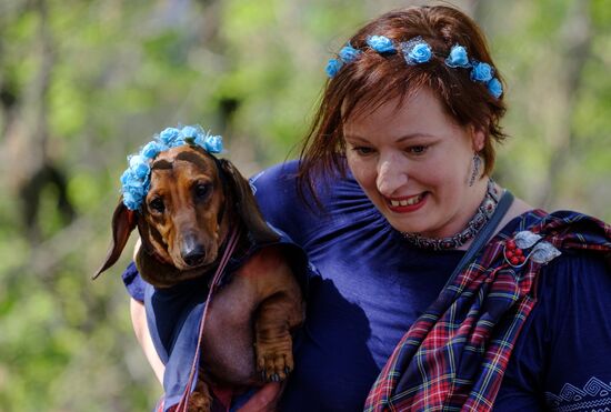 "Такс Парад" в Санкт-Петербурге