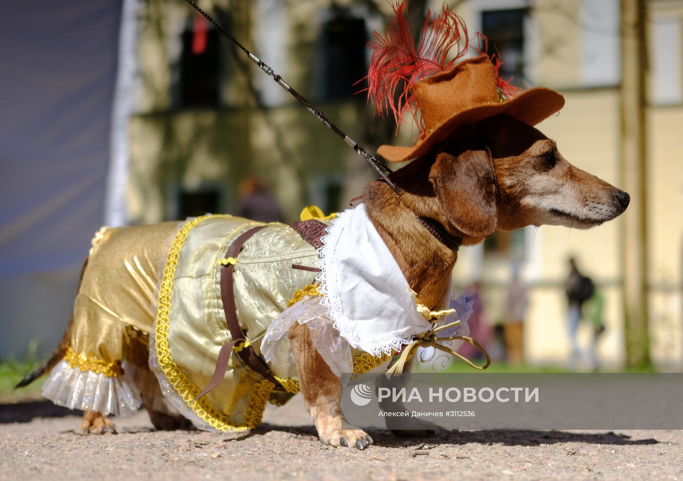"Такс Парад" в Санкт-Петербурге