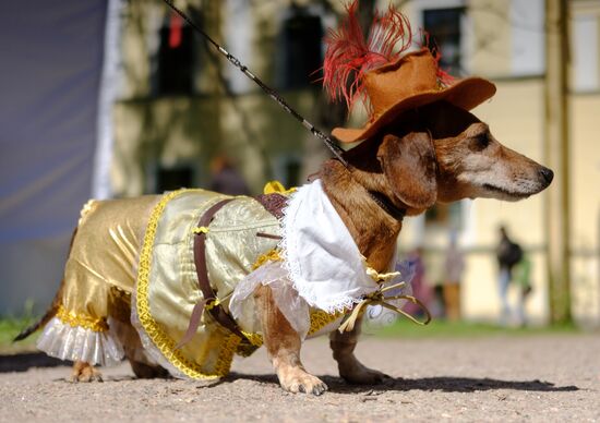 "Такс Парад" в Санкт-Петербурге