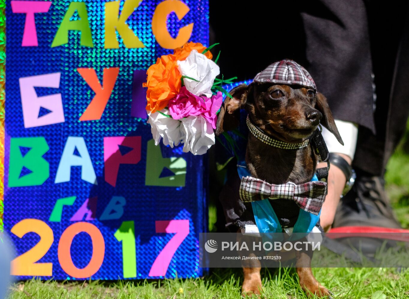 "Такс Парад" в Санкт-Петербурге