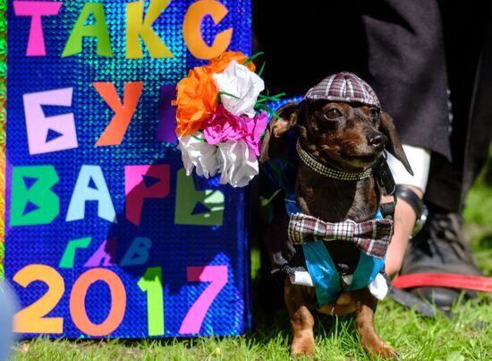 "Такс Парад" в Санкт-Петербурге