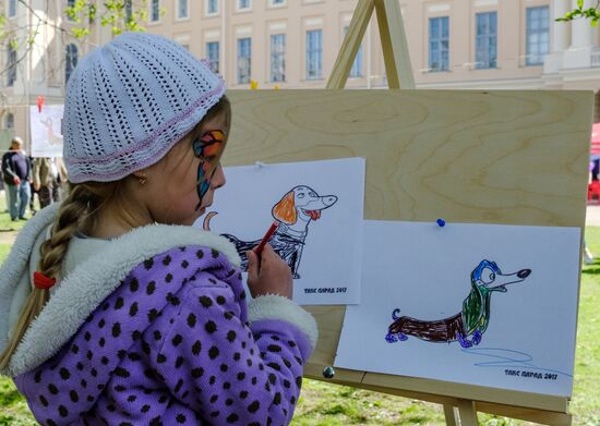 "Такс Парад" в Санкт-Петербурге