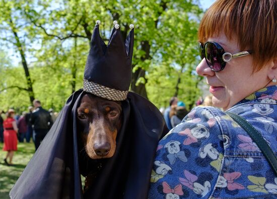 "Такс Парад" в Санкт-Петербурге