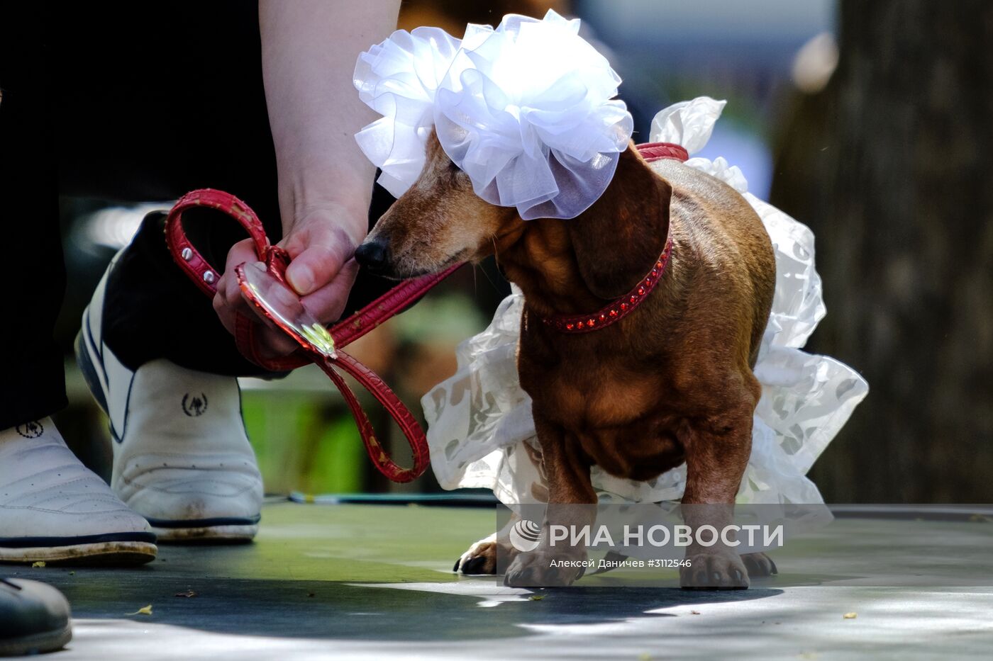 "Такс Парад" в Санкт-Петербурге