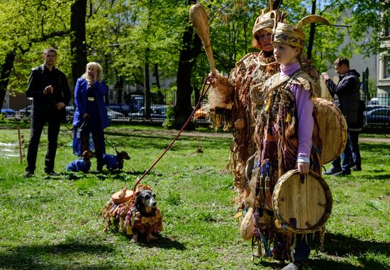"Такс Парад" в Санкт-Петербурге