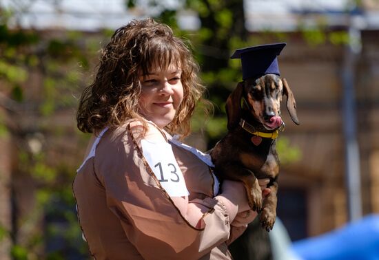 "Такс Парад" в Санкт-Петербурге