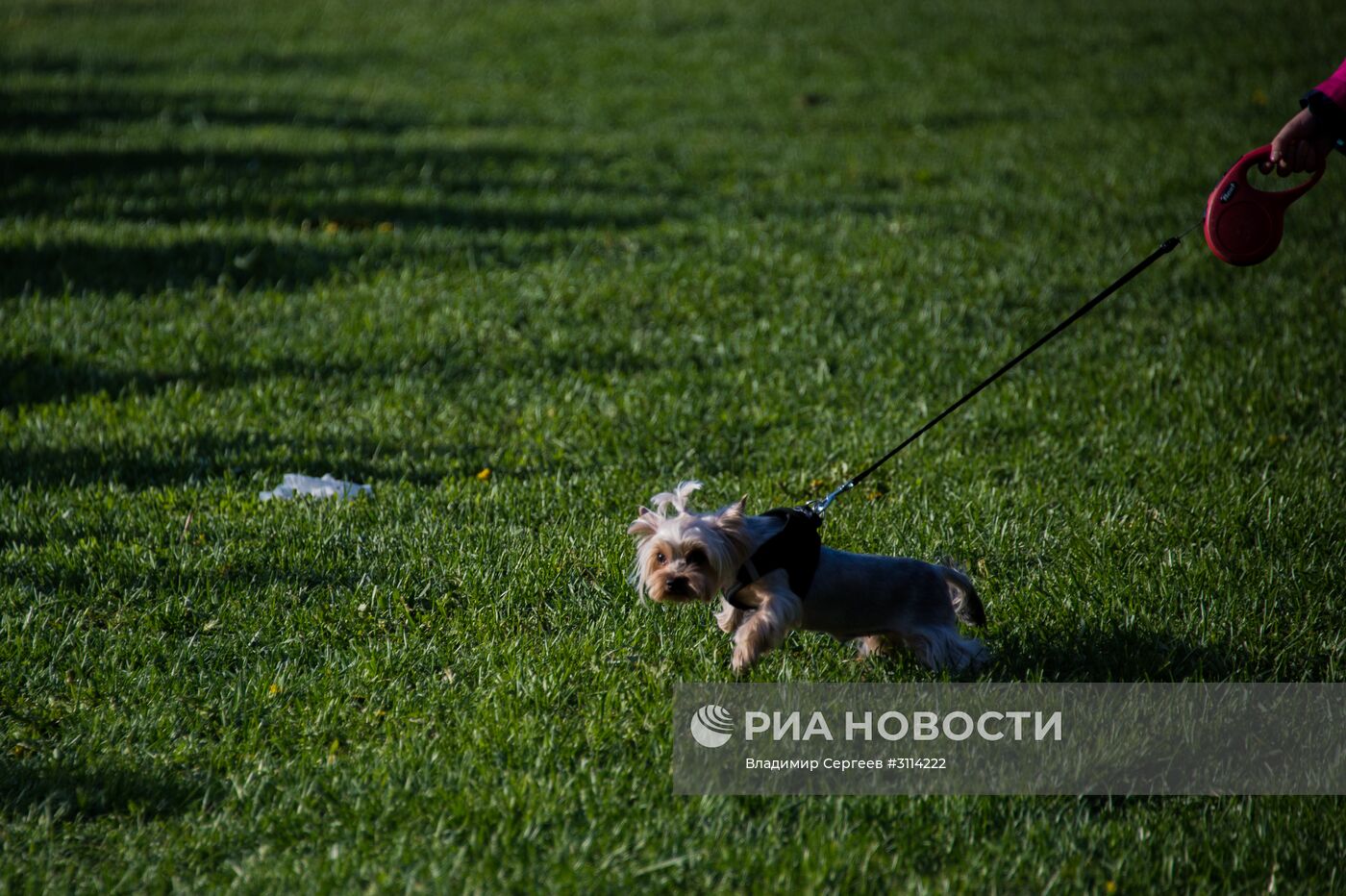 Цветение сирени в Москве