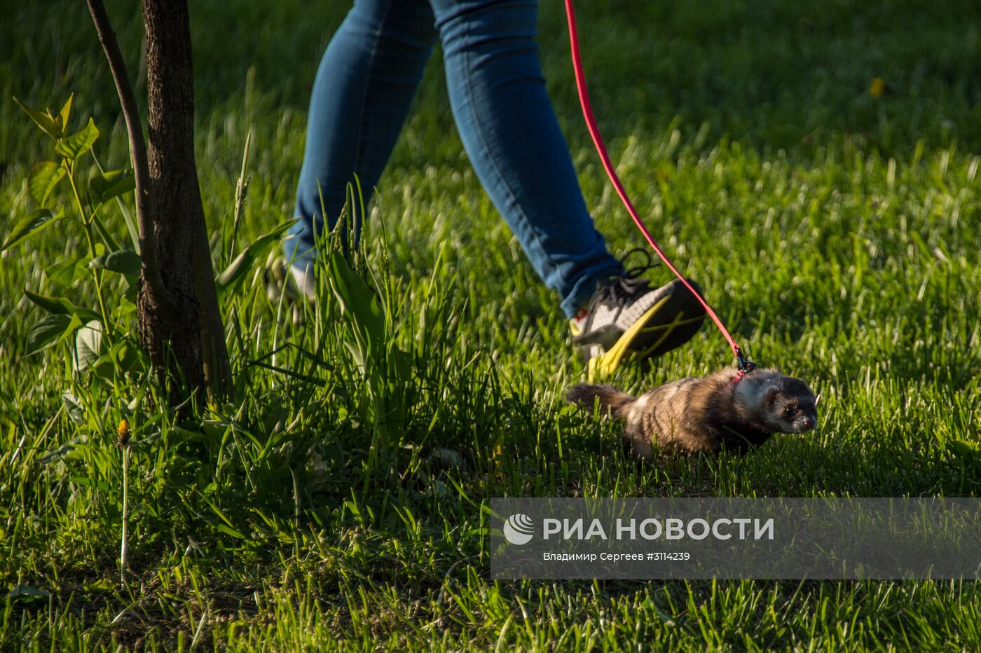 Цветение сирени в Москве