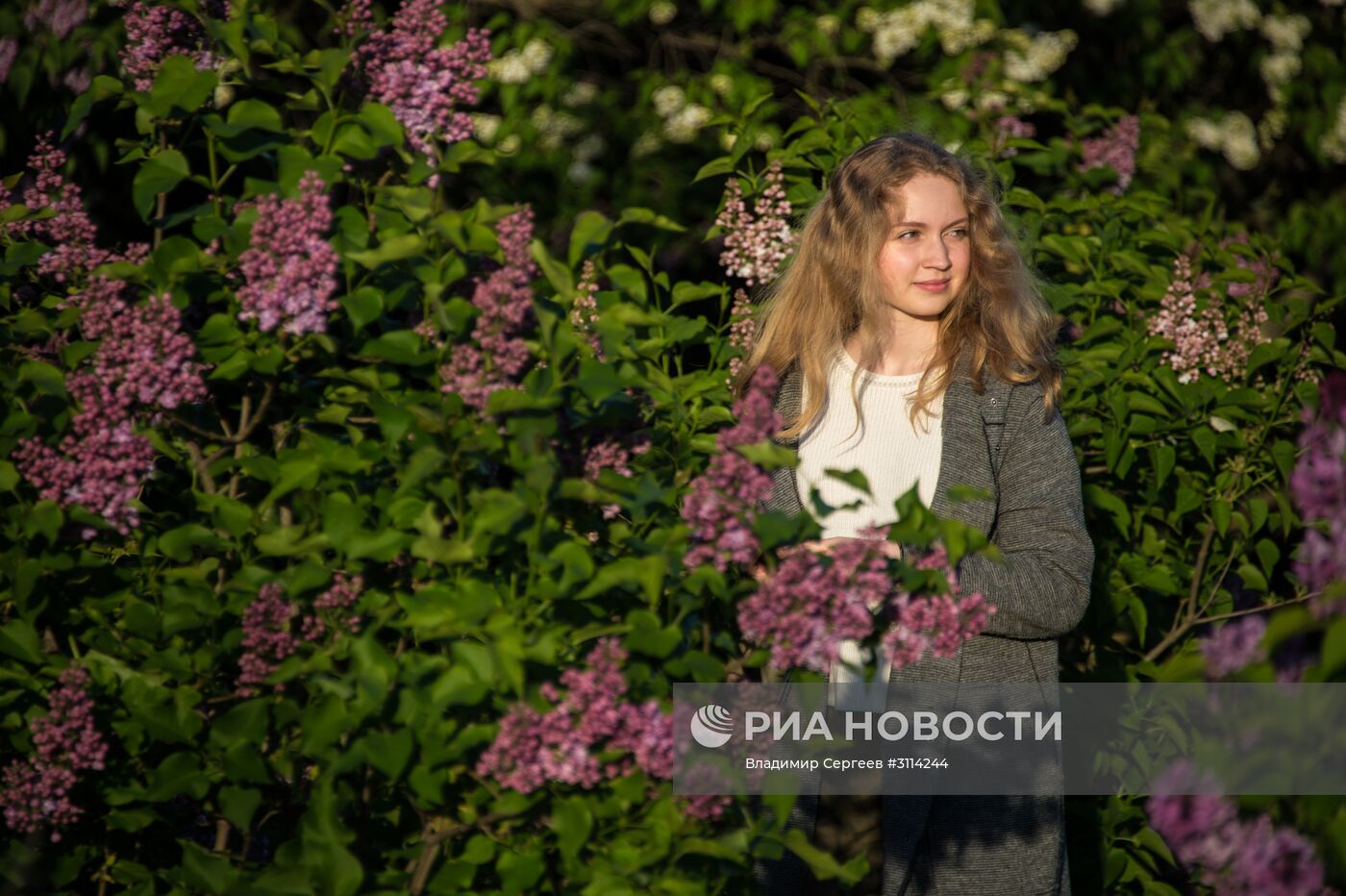 Цветение сирени в Москве