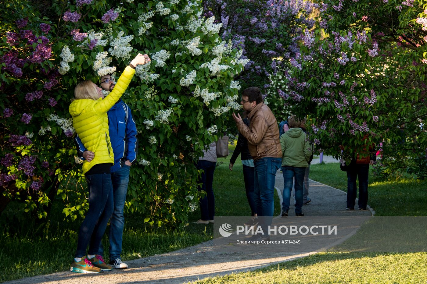 Цветение сирени в Москве
