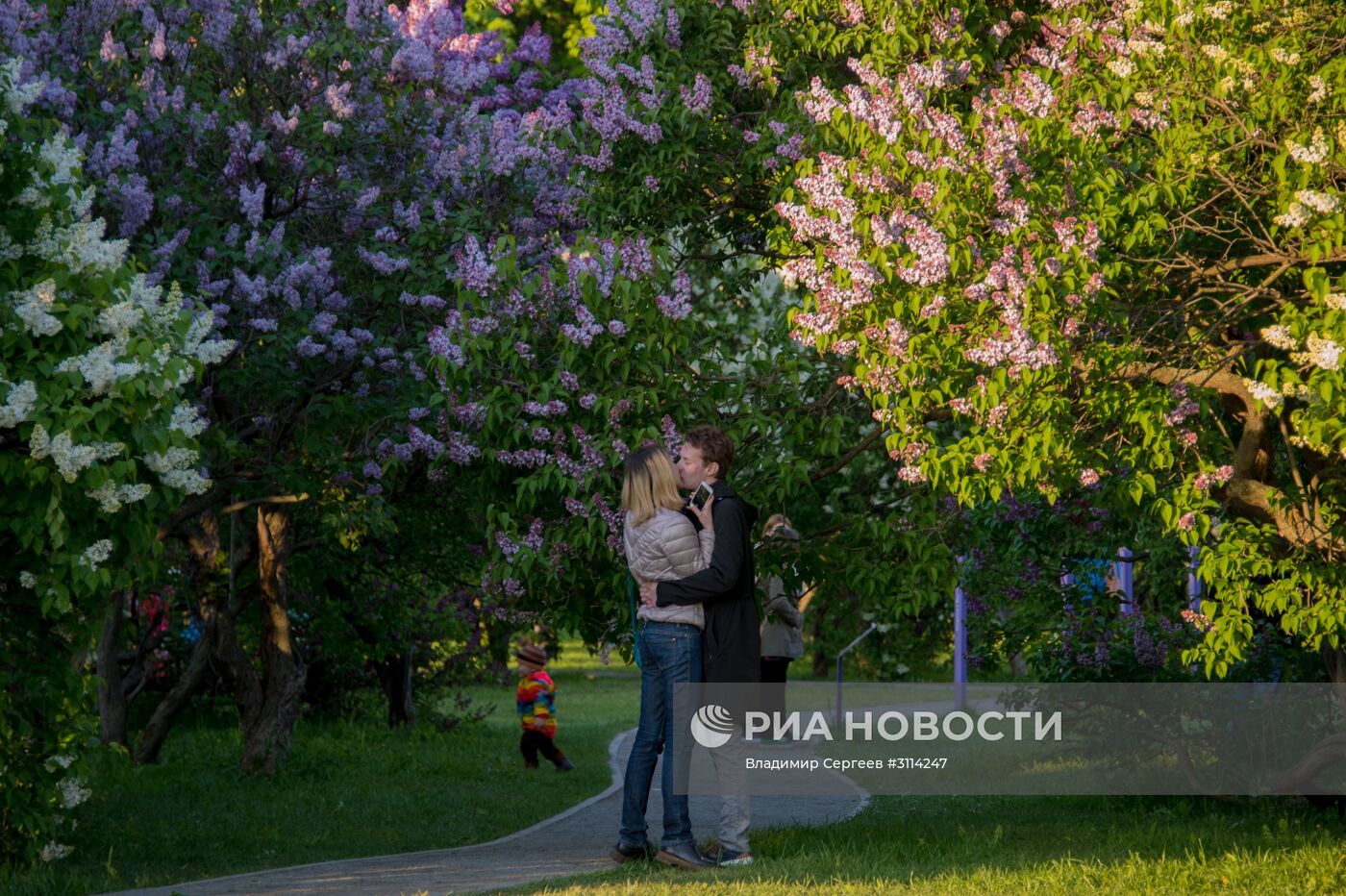 Цветение сирени в Москве