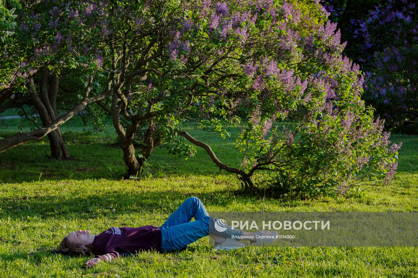 Цветение сирени в Москве