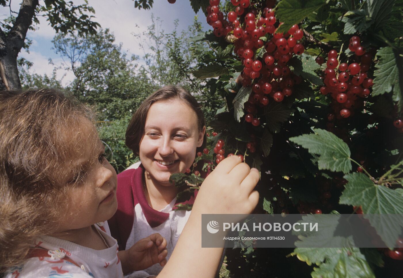 Дачники