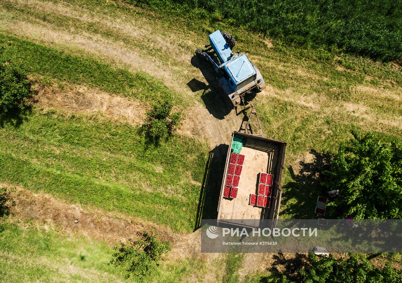 Сбор урожая черешни и вишни в Краснодарском крае