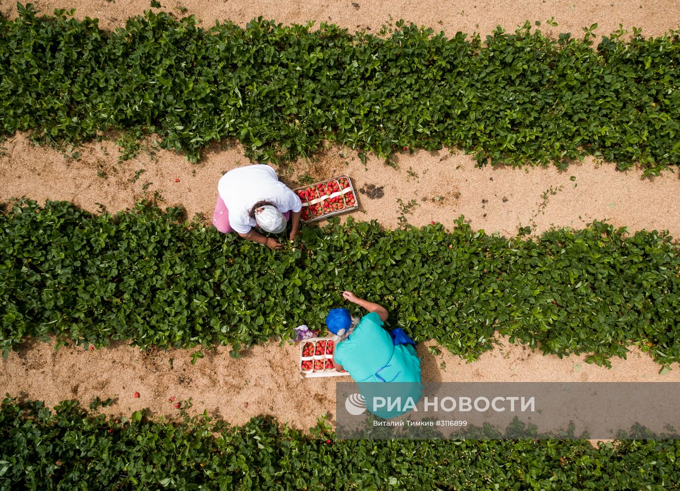 Сбор урожая клубники в Краснодарском крае