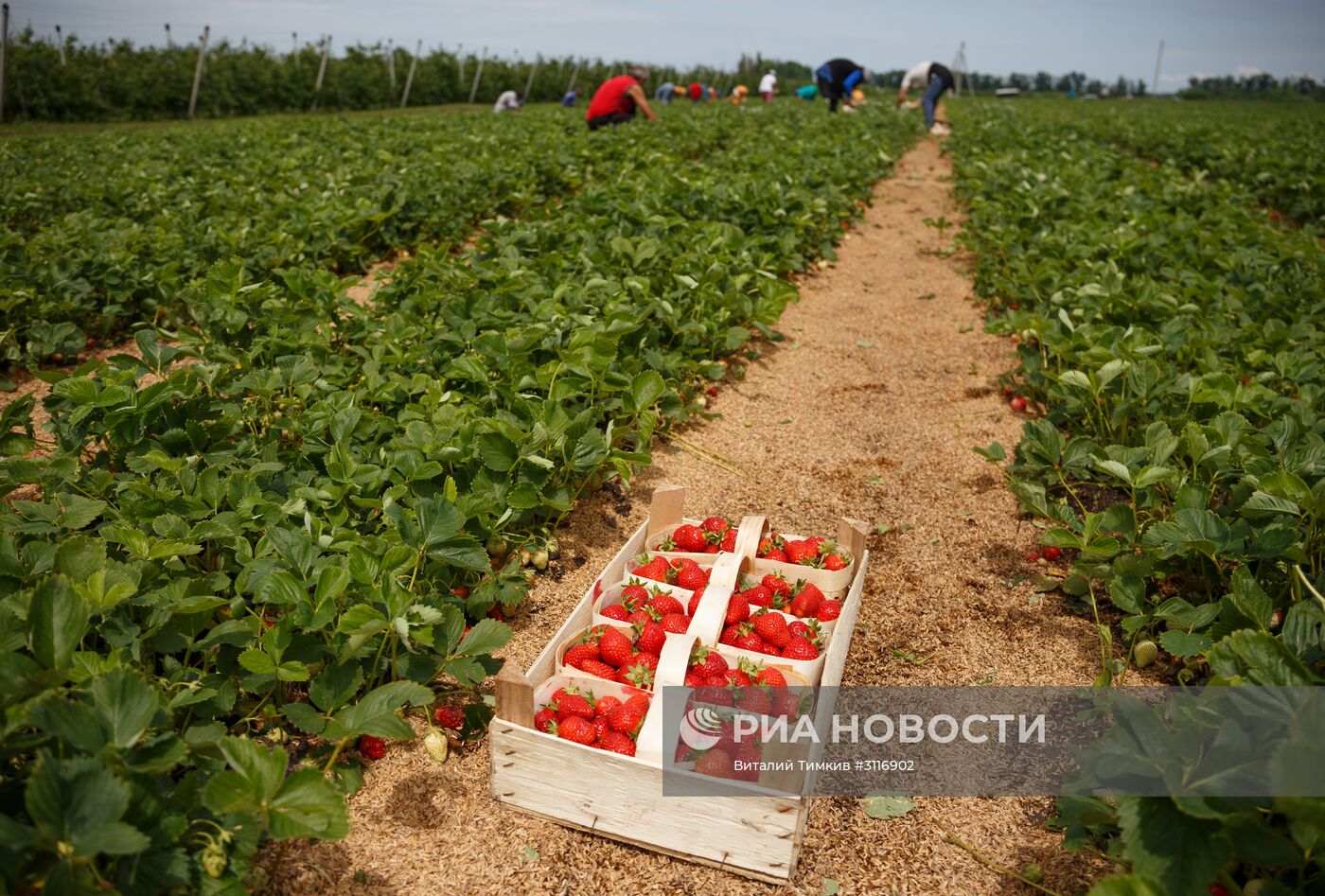 Сбор урожая клубники в Краснодарском крае